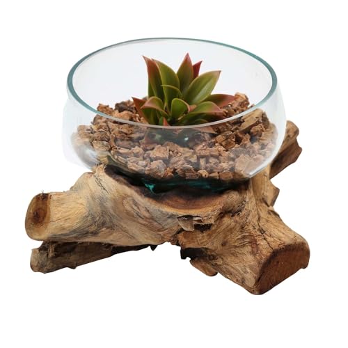 Casa Moro Glasvase auf Wurzelholz Ø 20m x Höhe 10cm aus Recycling Glas & Teak Wurzel Holz handgefertigt | extravagante Wohndeko Deko-Vase Glasschale Natur-Vase | A41